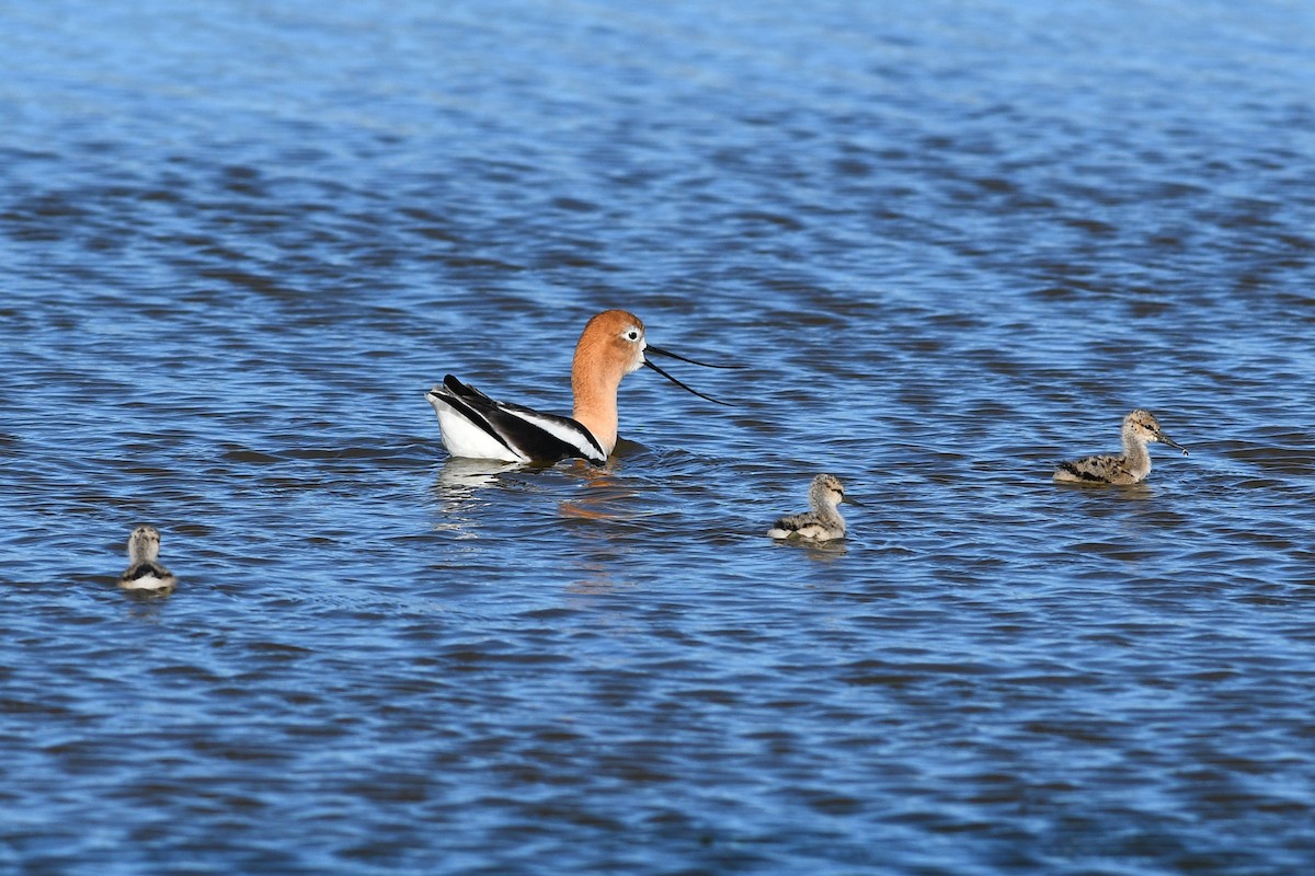 American Avocet - David M. Bell