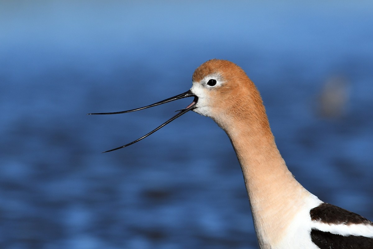 American Avocet - ML173671011