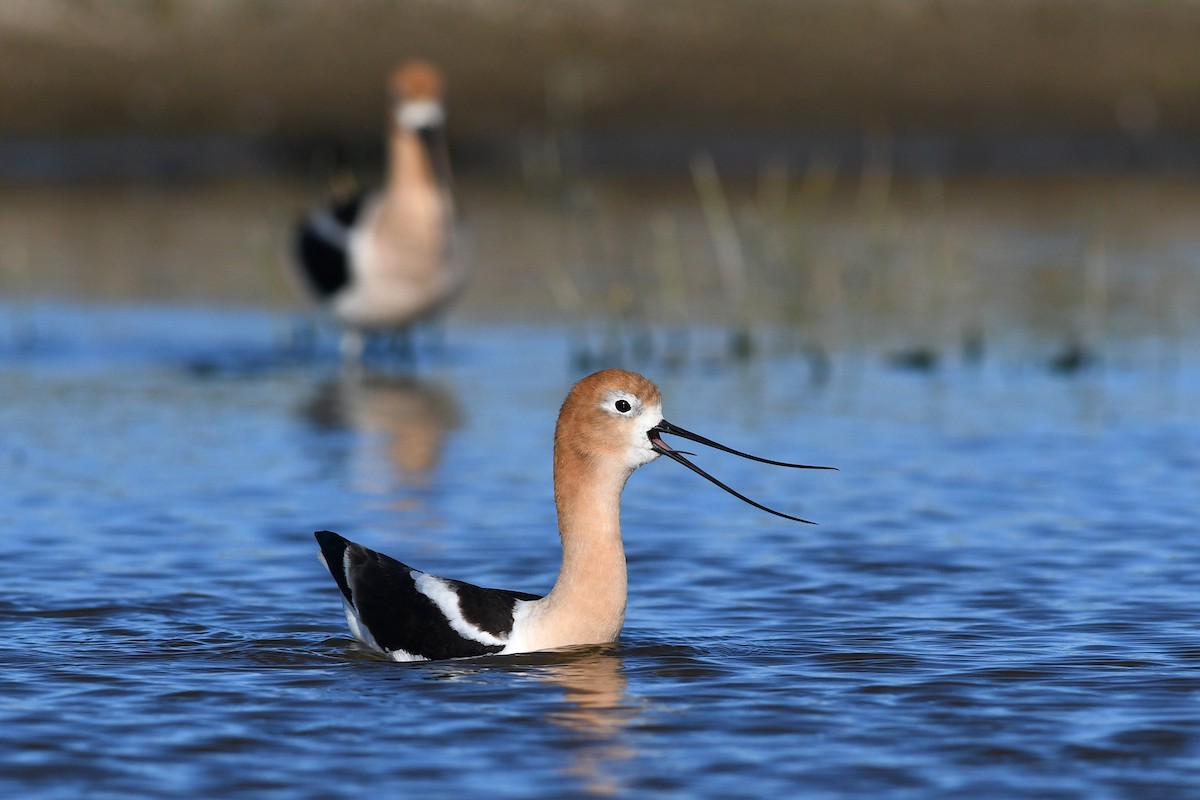 American Avocet - David M. Bell