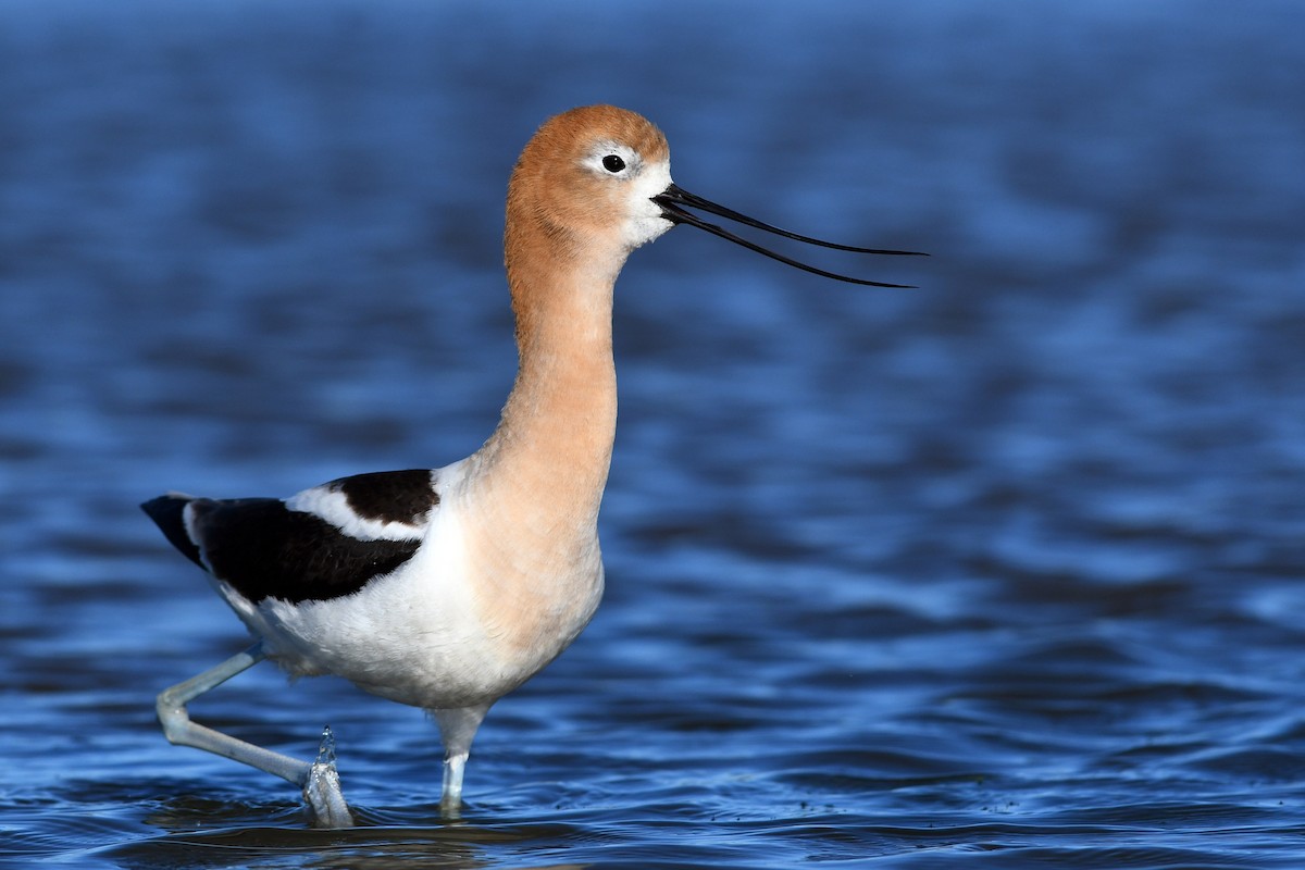 Avocette d'Amérique - ML173671061