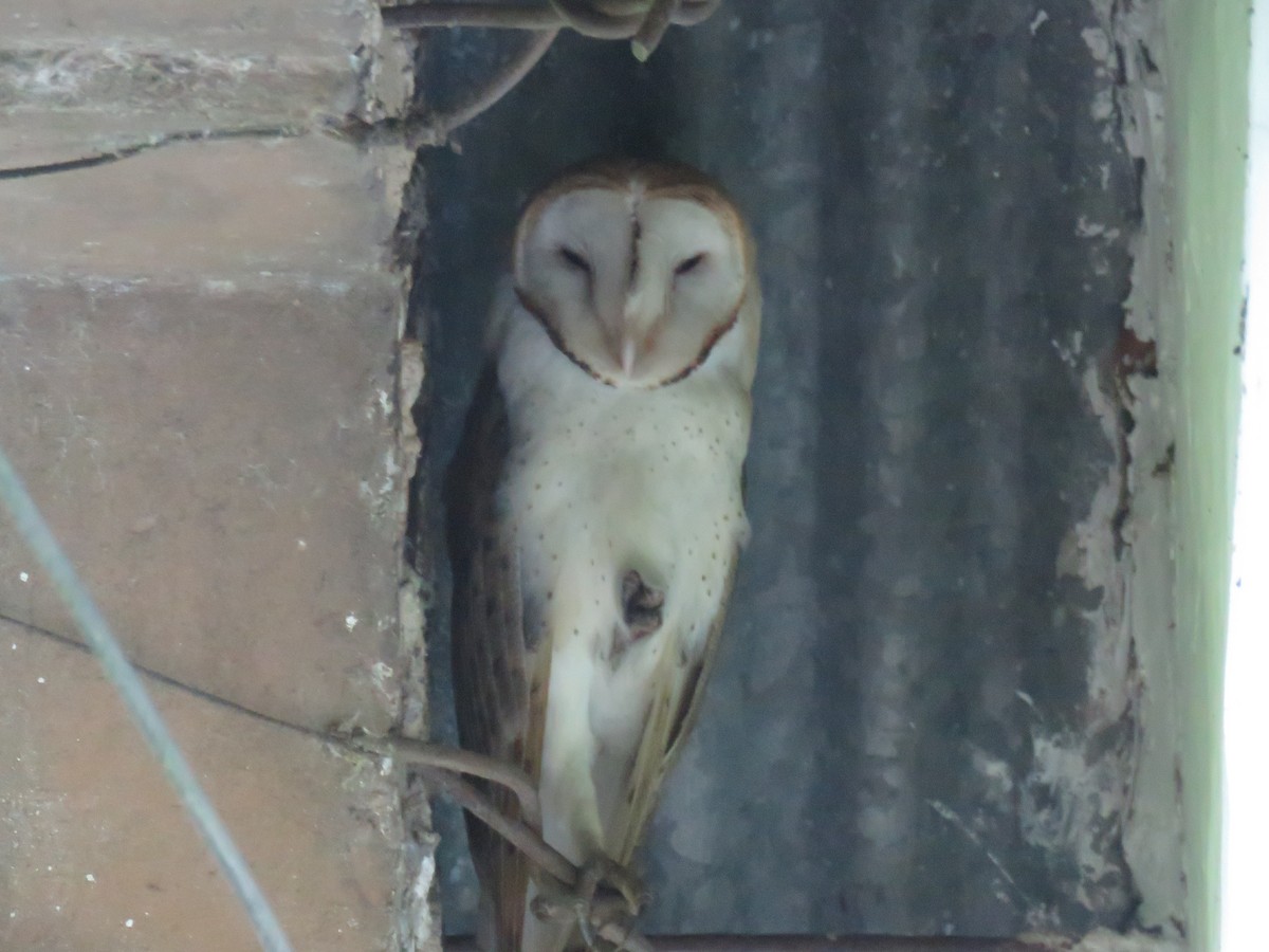 Barn Owl - Rosemary Lloyd