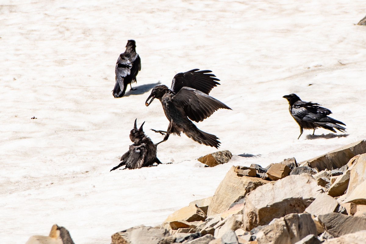 Common Raven - ML173671911