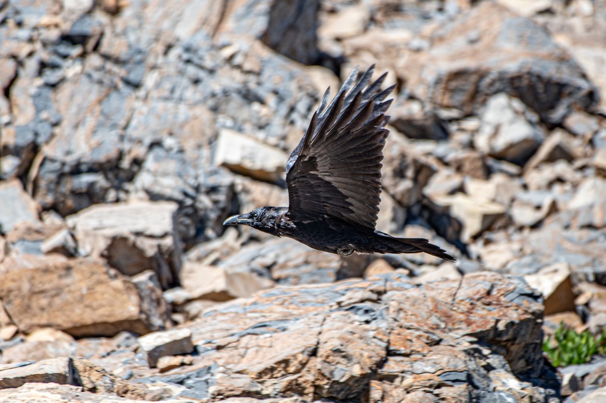 Common Raven - ML173671961