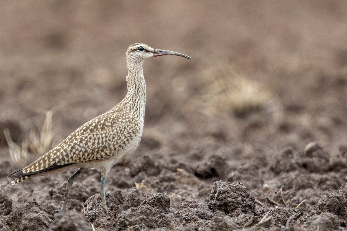 Hudsonian Whimbrel - Tony Dvorak