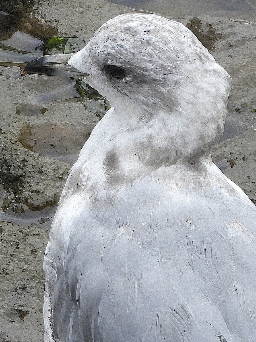 Short-billed Gull - Dan Tallman
