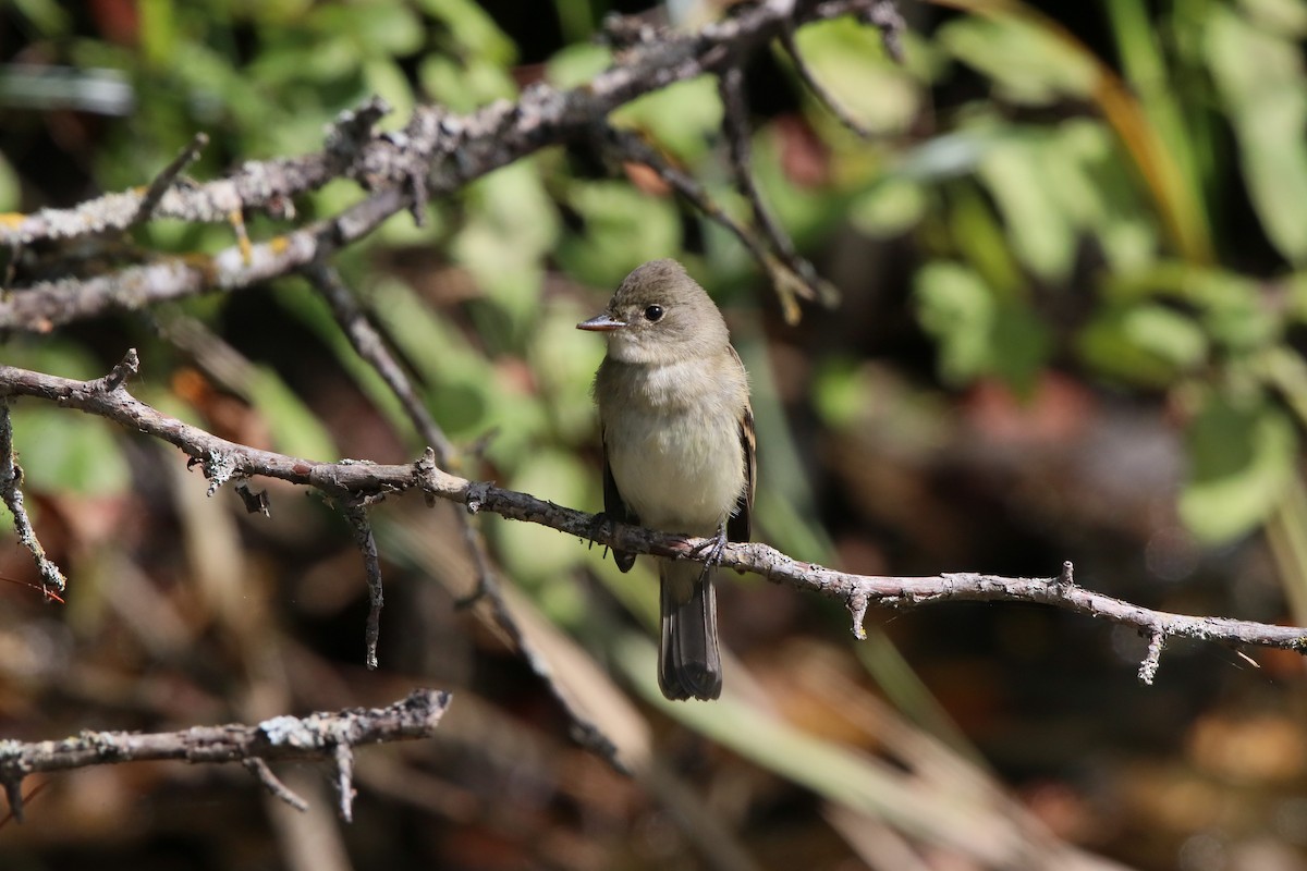 Willow Flycatcher - ML173677341