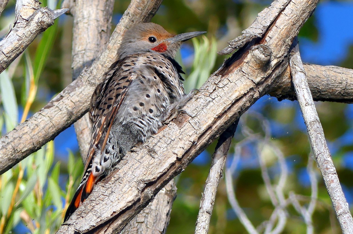 Northern Flicker - ML173678051