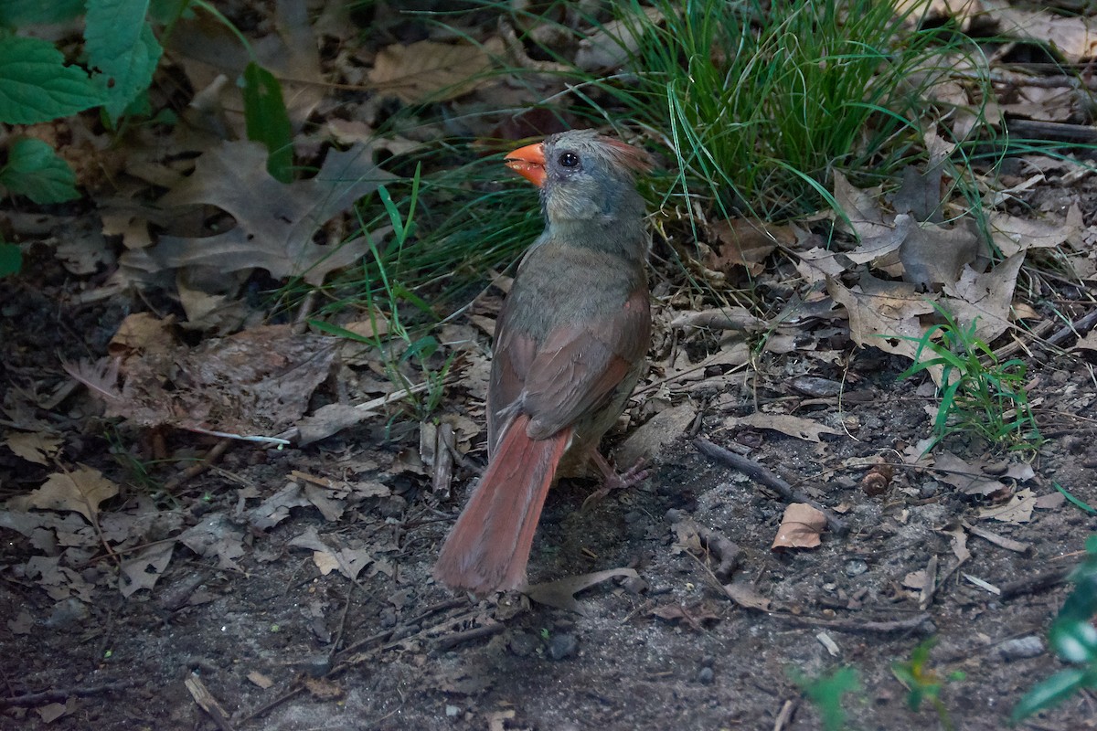 Northern Cardinal - ML173678521