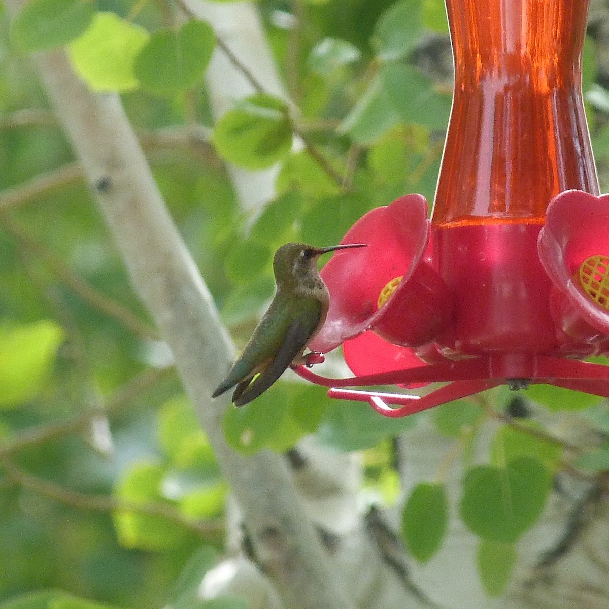Rufous Hummingbird - ML173679121