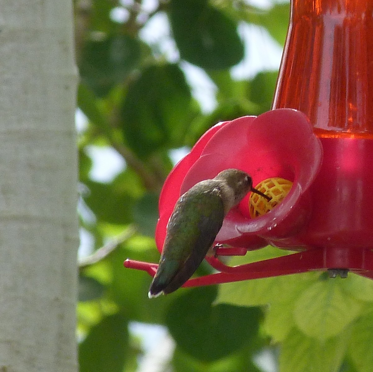 Rufous Hummingbird - ML173679151