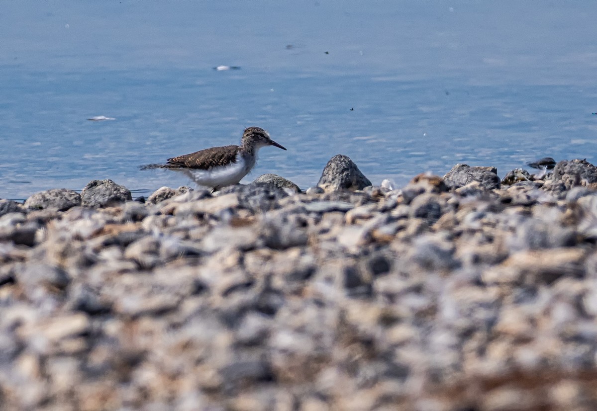 Spotted Sandpiper - Gordon Hart