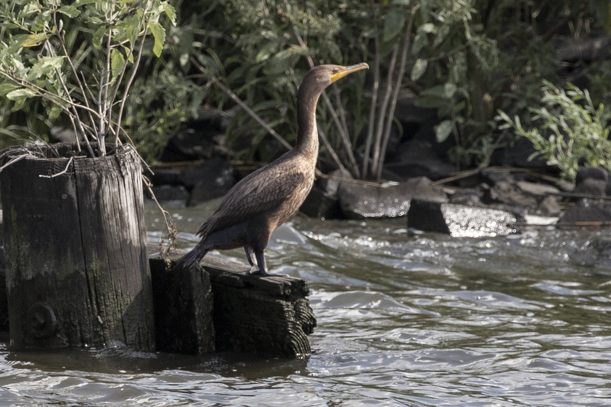 Double-crested Cormorant - John L