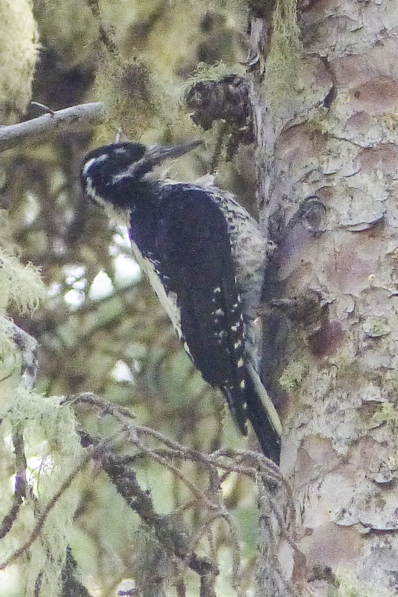 American Three-toed Woodpecker (Rocky Mts.) - ML173680031