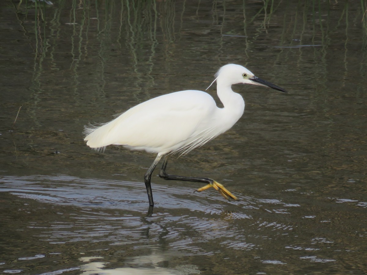 Little Egret - 俞君 周