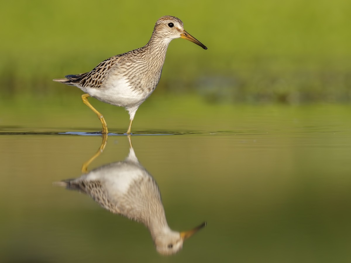 Pectoral Sandpiper - ML173683041