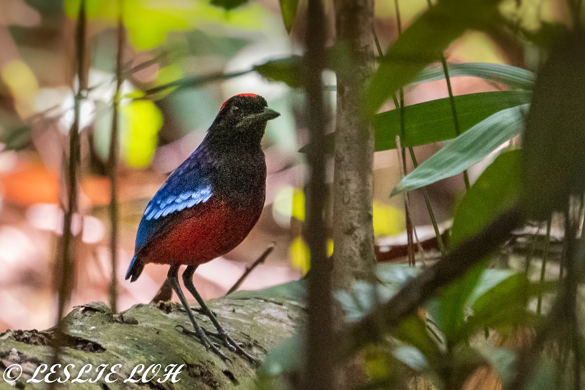 Garnet Pitta - Leslie Loh