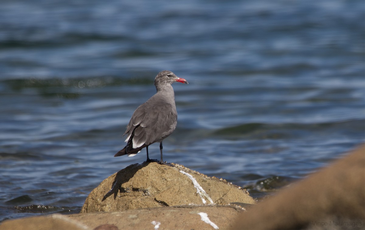 Heermann's Gull - ML173684531