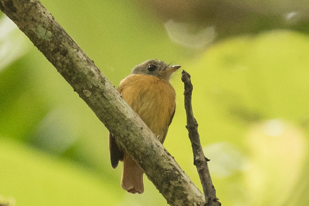 Ruddy-tailed Flycatcher - ML173684541