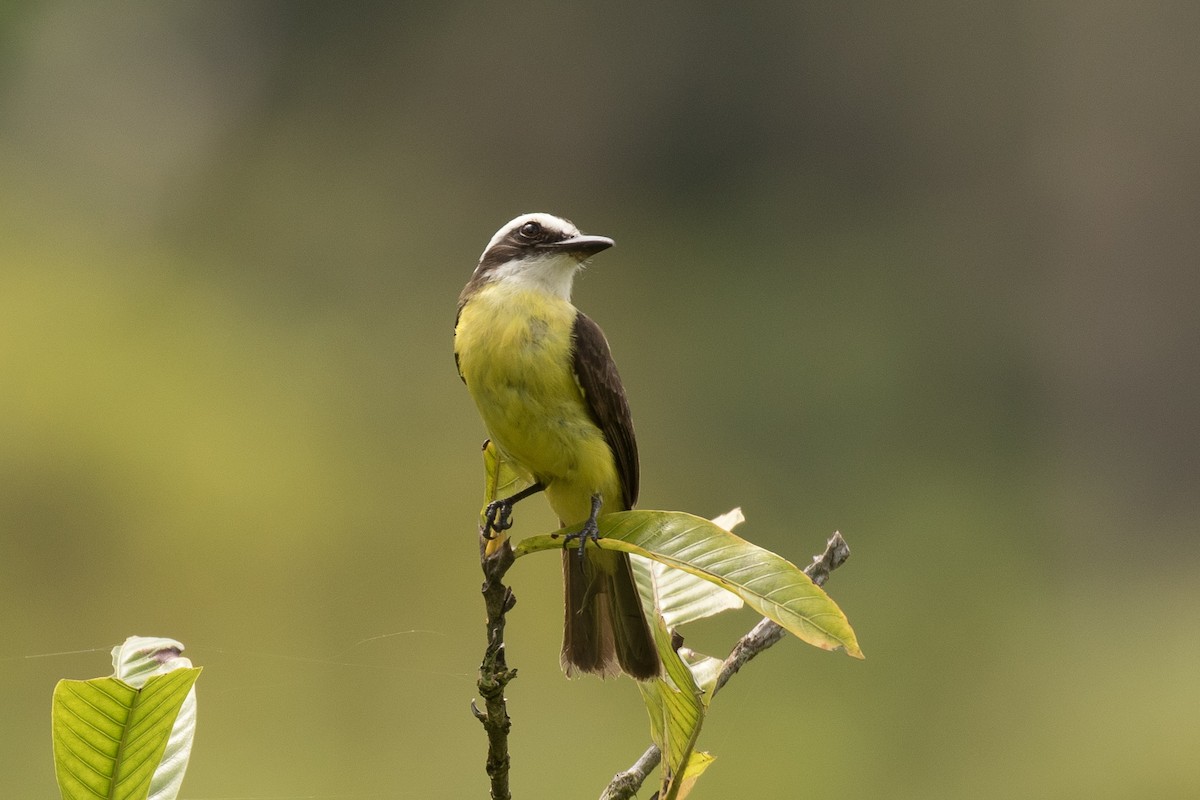 White-ringed Flycatcher - ML173684561