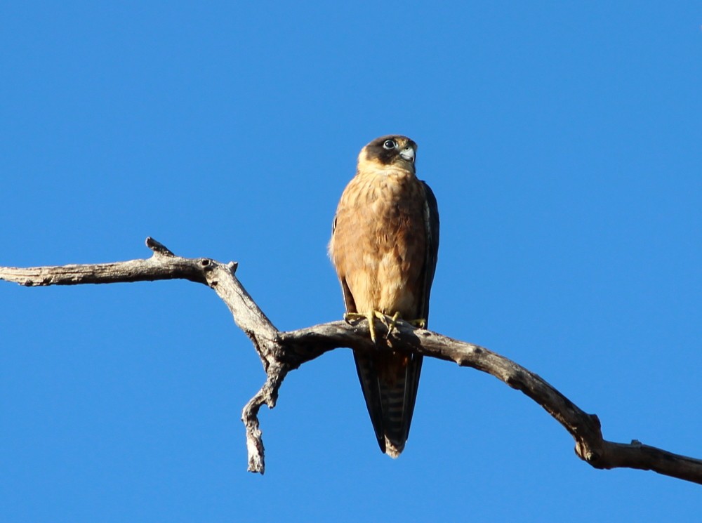 Australian Hobby - Janine Duffy