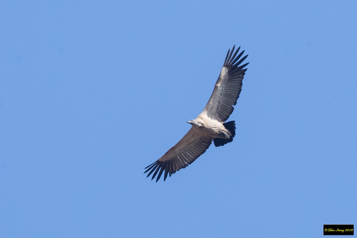 Cape Griffon - David Irving