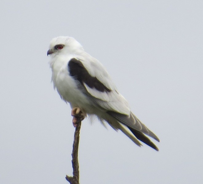 Black-shouldered Kite - ML173685951