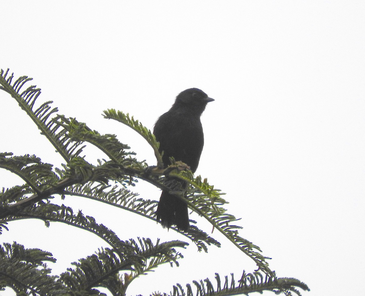 White-backed Black-Tit - ML173686991