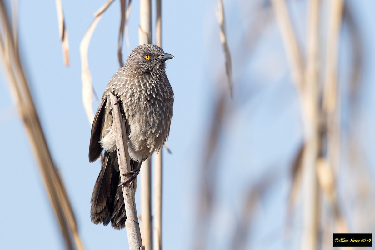 Arrow-marked Babbler - ML173688111