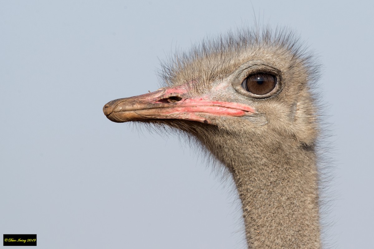 Common Ostrich - ML173688131