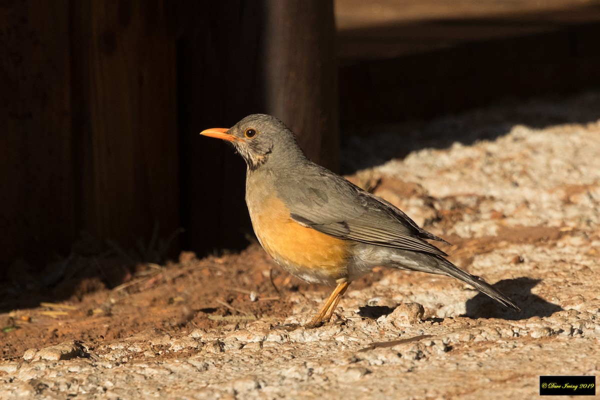 Kurrichane Thrush - ML173688201