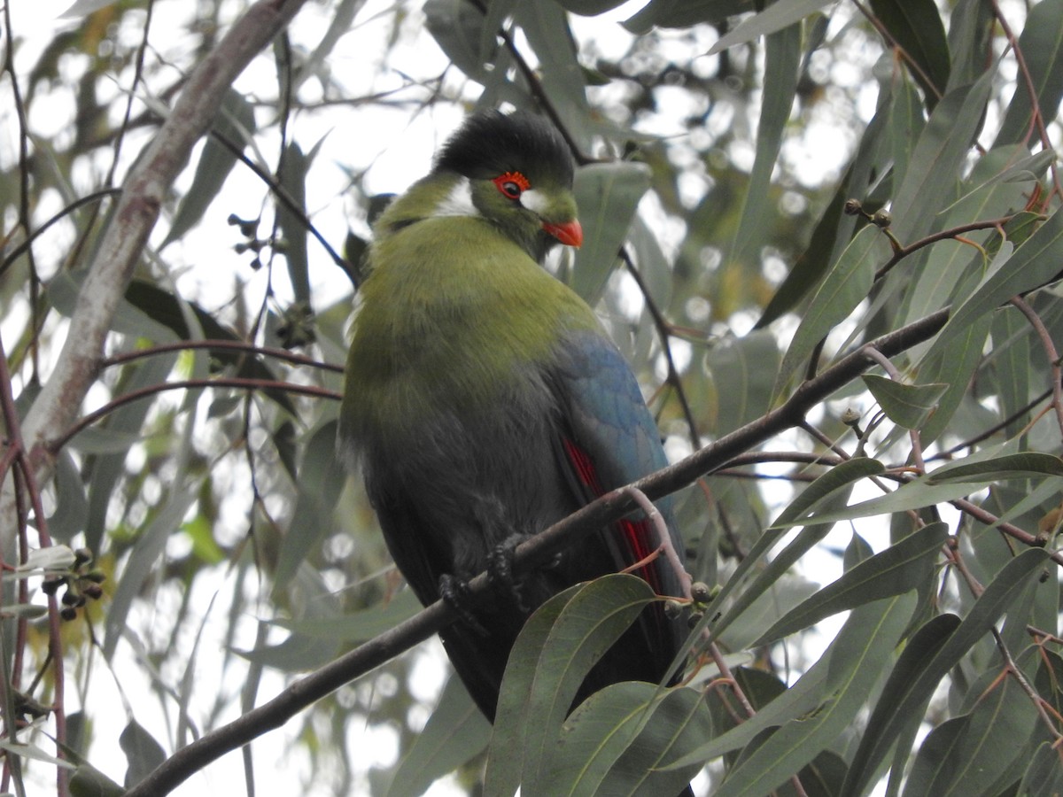 White-cheeked Turaco - Gregory Askew