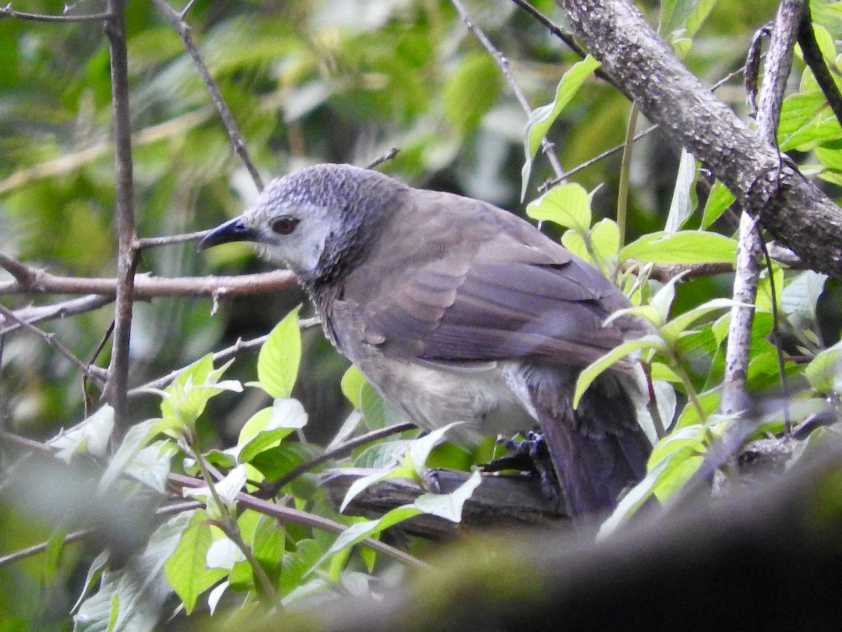 White-rumped Babbler - Gregory Askew