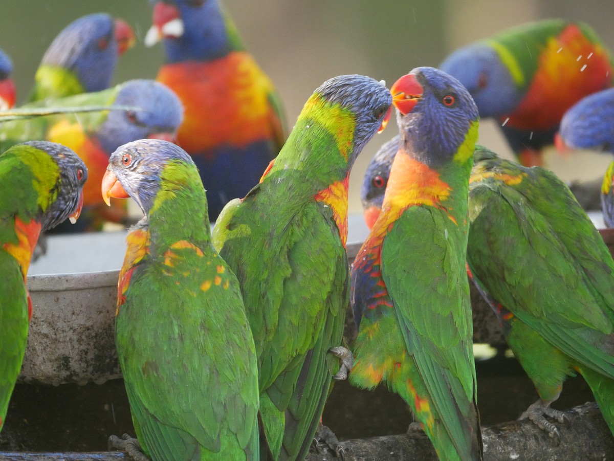 Радужный лорикет - ML173688681