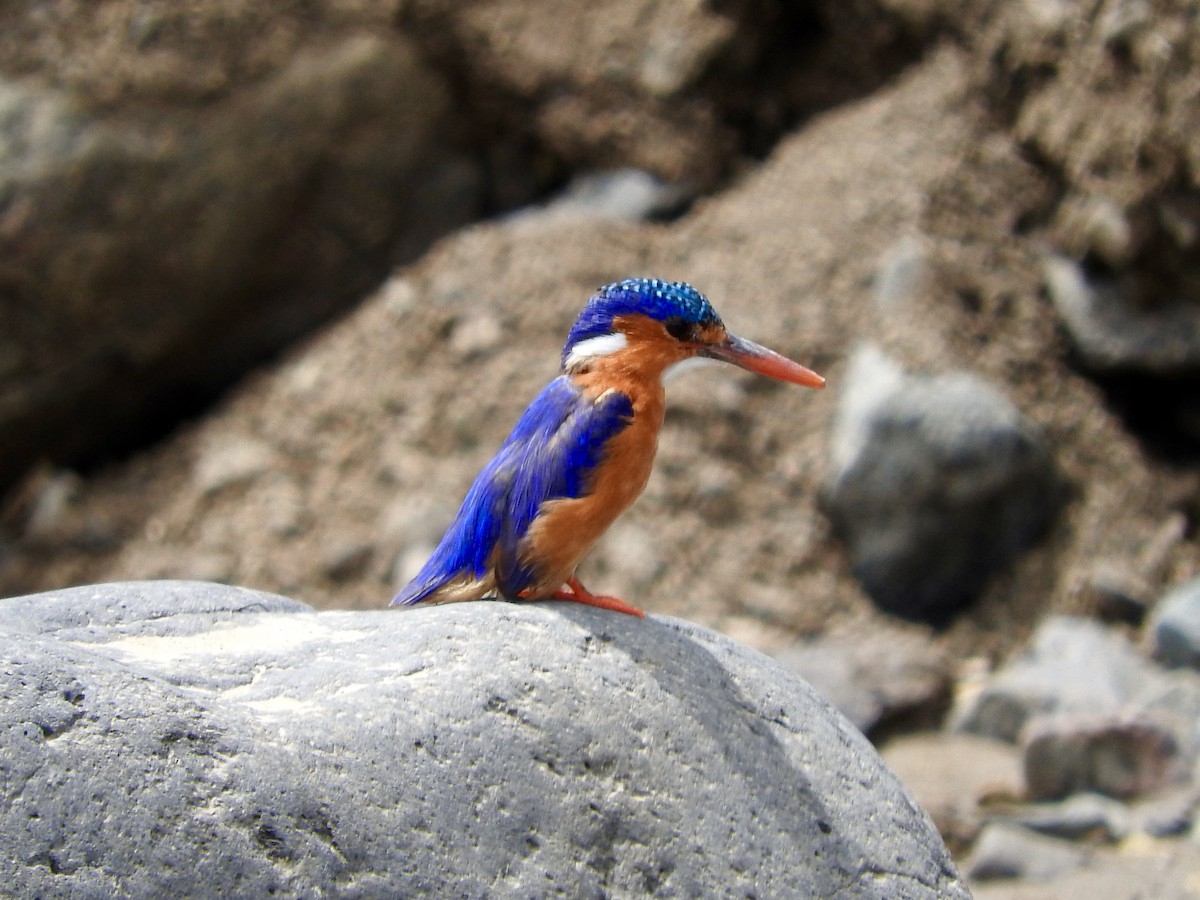 Malachite Kingfisher - Gregory Askew