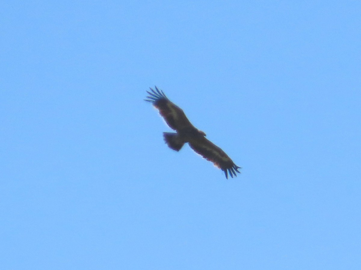 Steppe Eagle - ML173689921