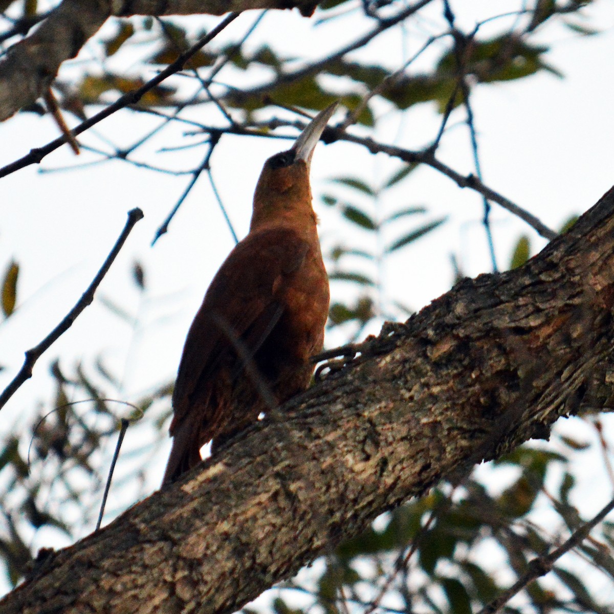 Great Rufous Woodcreeper - ML173692541