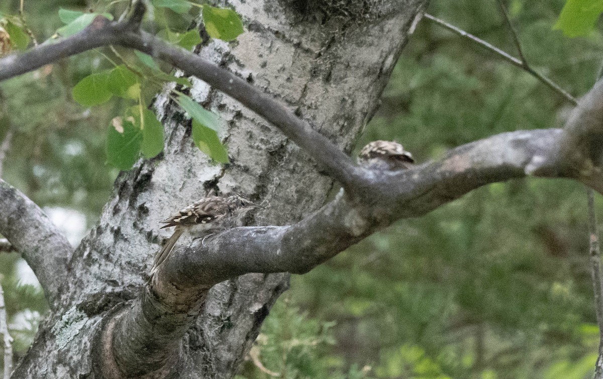 Brown Creeper - ML173692711