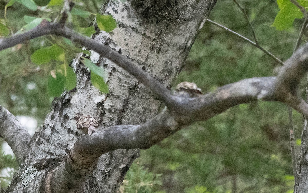 Brown Creeper - ML173692721