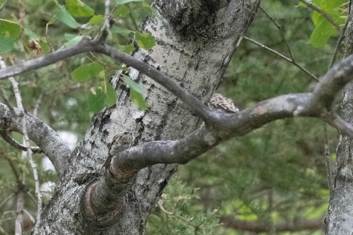 Brown Creeper - ML173692731