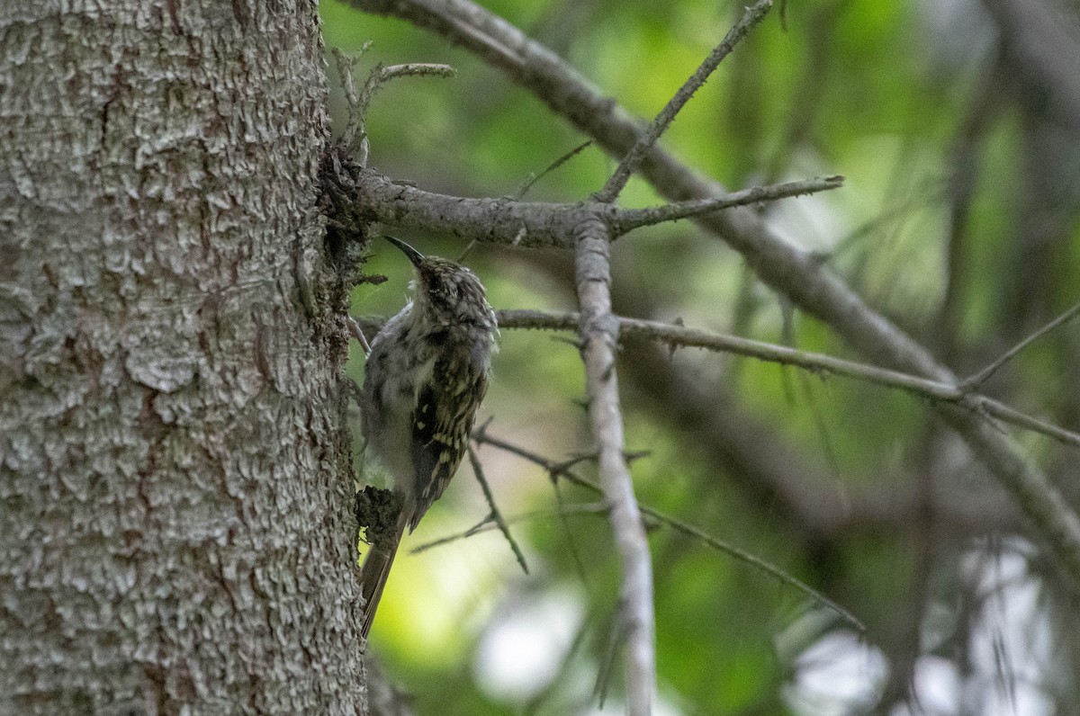 Brown Creeper - Annie Lavoie