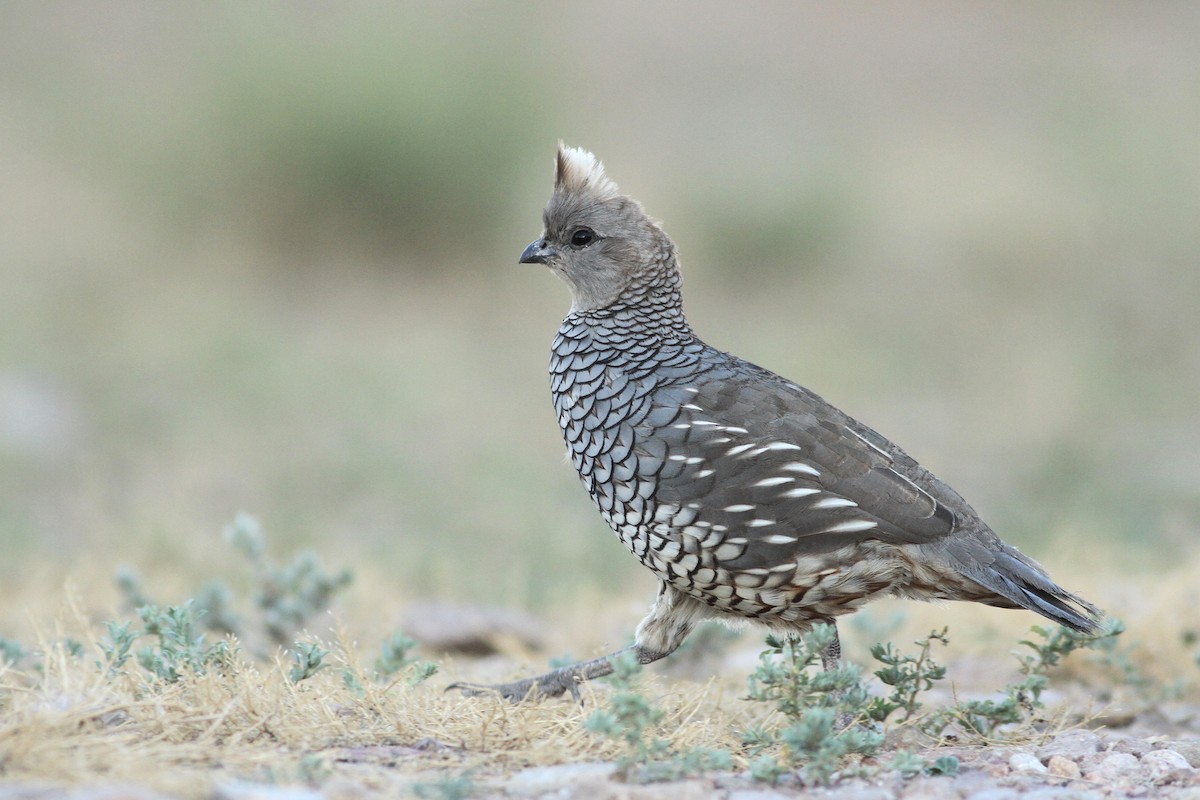 Scaled Quail - ML173693791