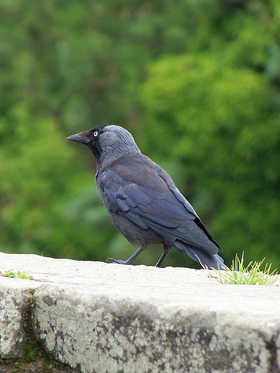 Eurasian Jackdaw - Ricardo Borges