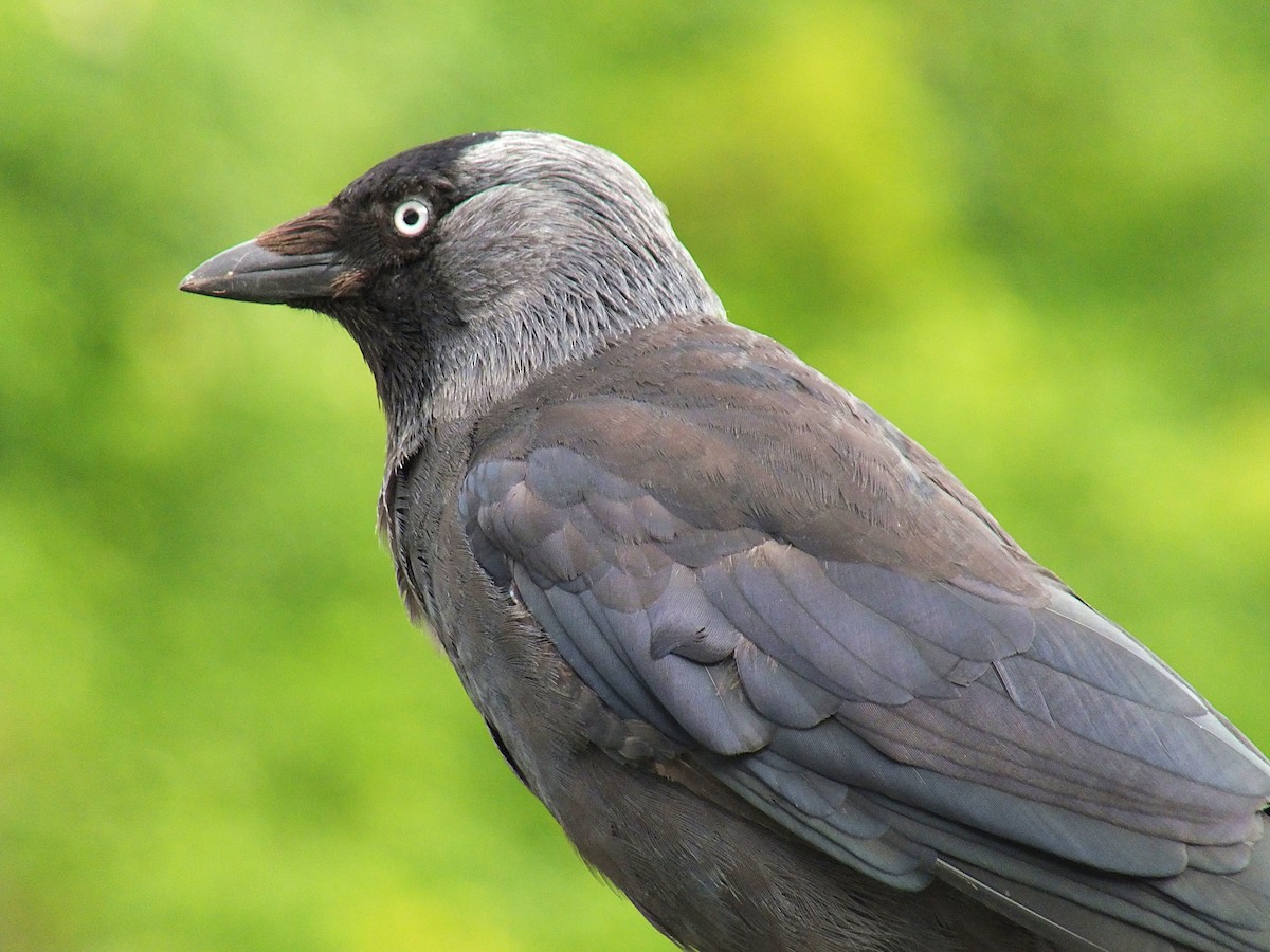 Eurasian Jackdaw - Ricardo Borges