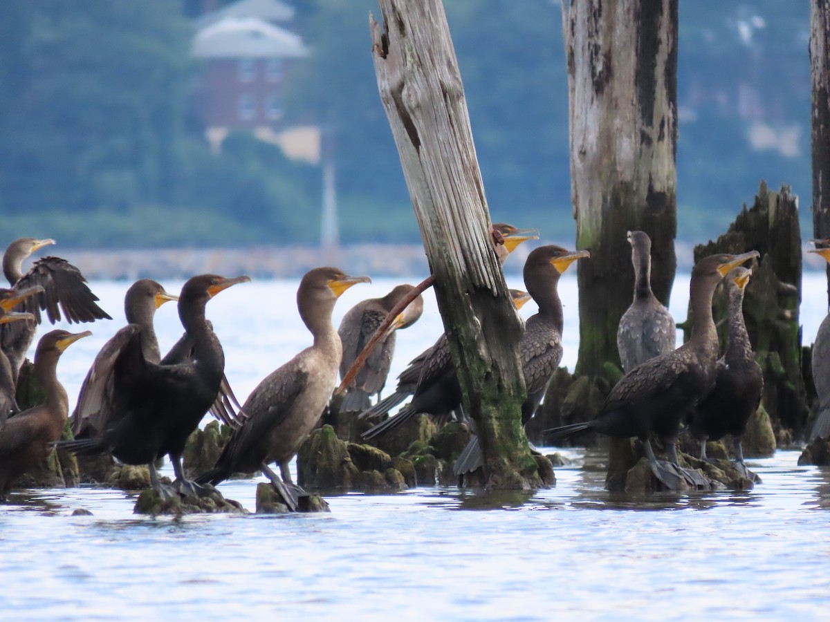 Double-crested Cormorant - ML173695851