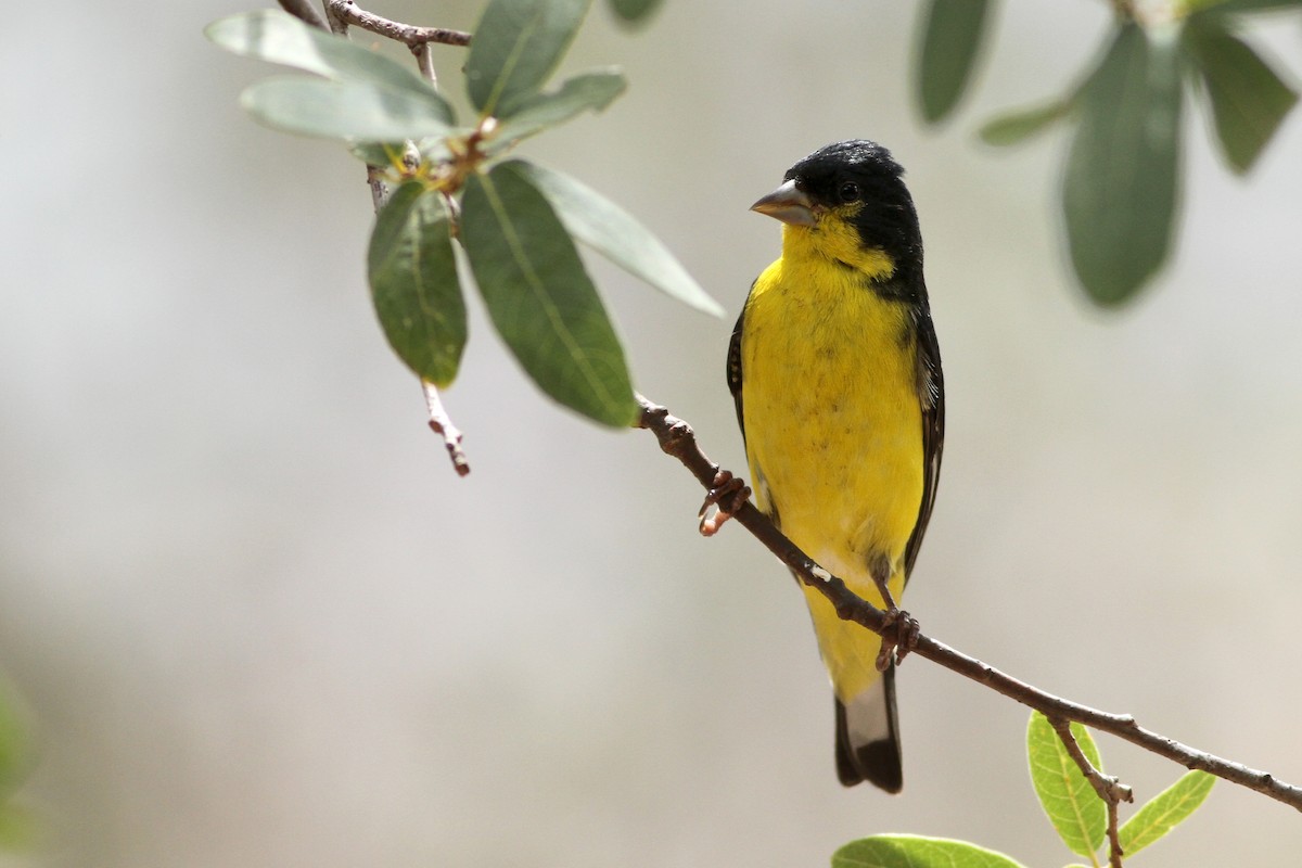 Lesser Goldfinch - Evan Lipton