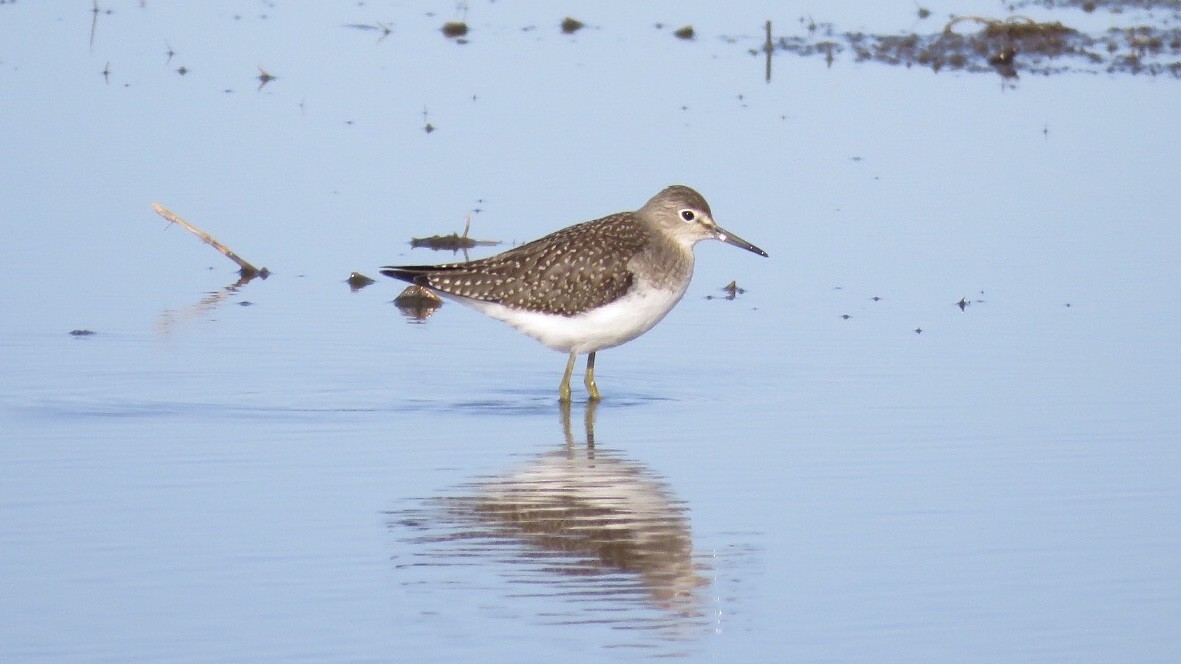 Solitary Sandpiper - Dan J. MacNeal