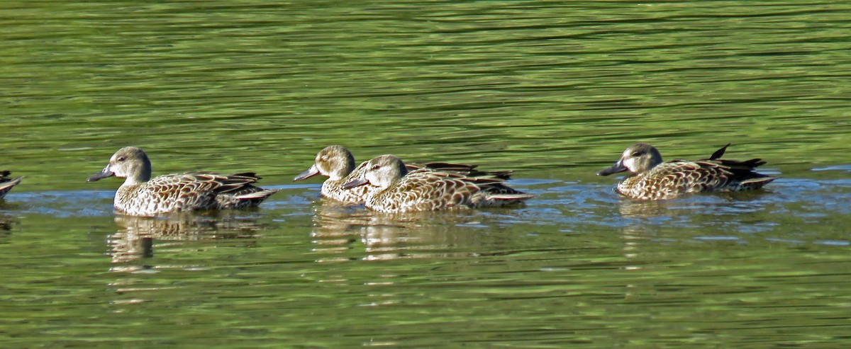 Blue-winged Teal - JoAnn Potter Riggle 🦤