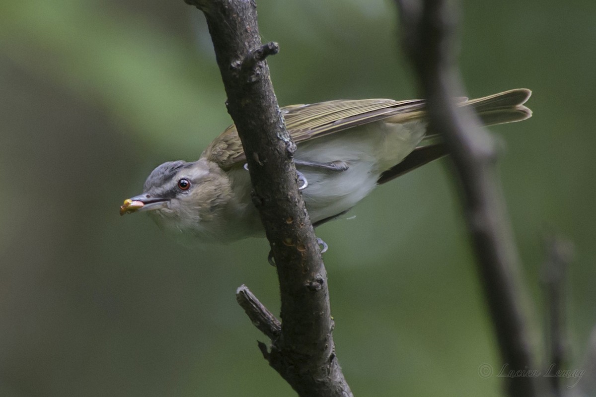 Red-eyed Vireo - Lucien Lemay