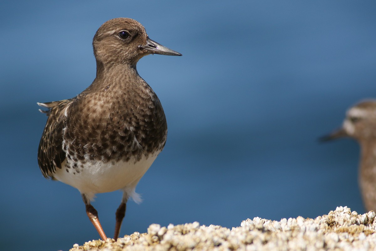 Black Turnstone - ML173698011