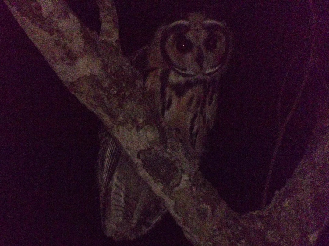 Striped Owl - Rodolfo Dias